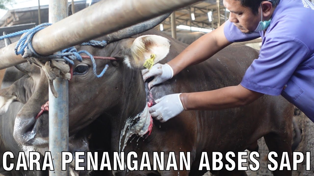 
                                 Cara-Penanganan-Abses-Sapi